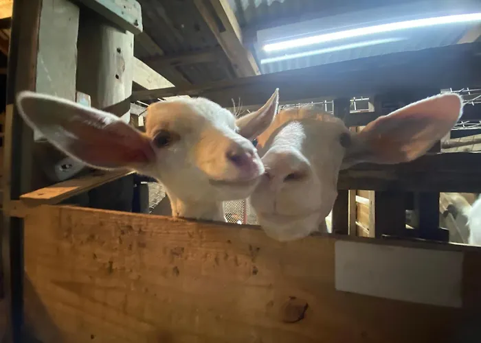 Muumin Farm