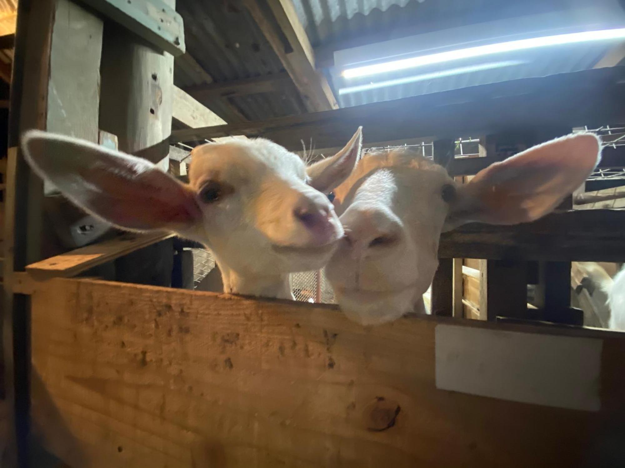 Farm stay Muumin Farm